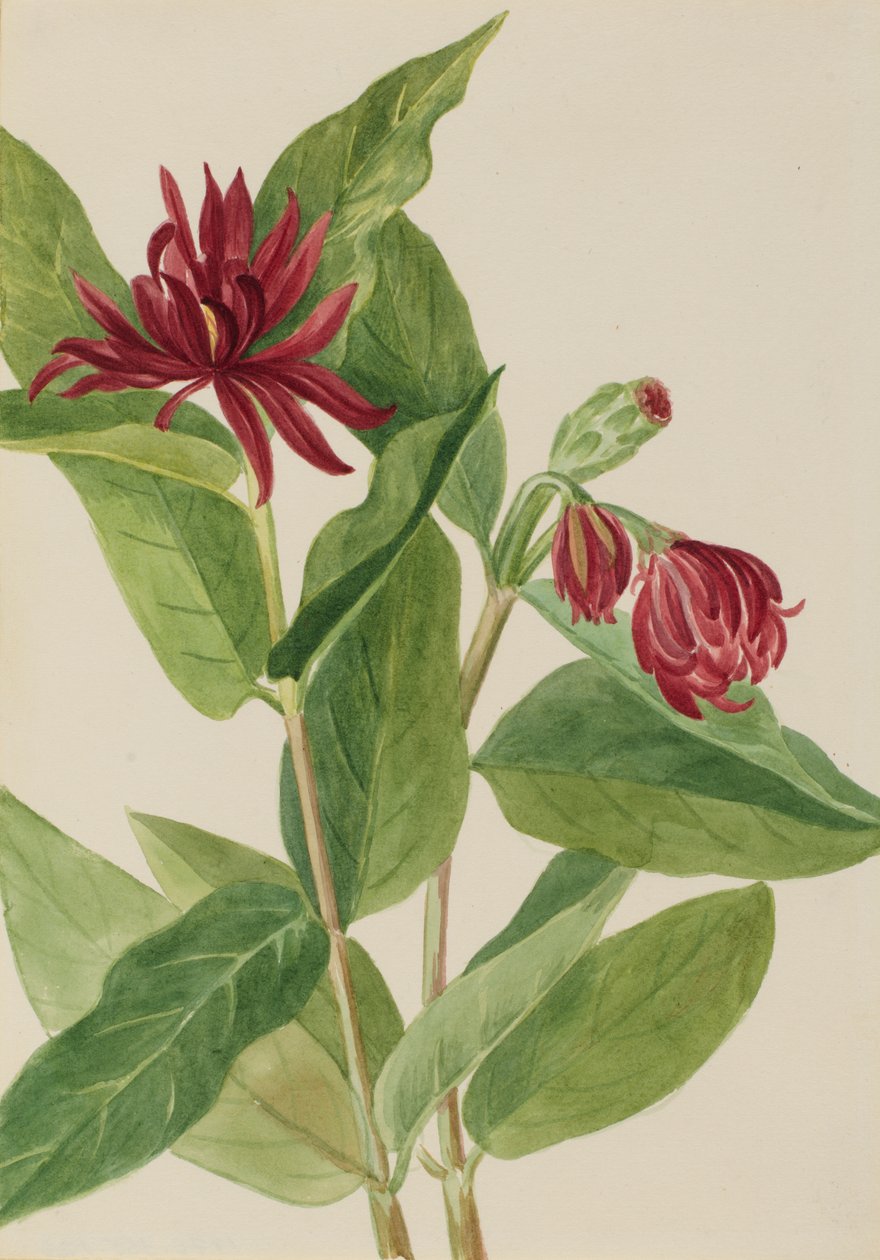 Spicebush Calycanthus occidentalis, tidigt 1930-tal. av Mary Vaux Walcott