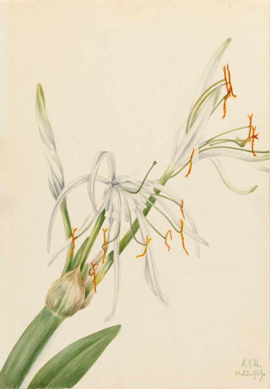 Spindellilja Hymenocallis rotata, 1919. av Mary Vaux Walcott