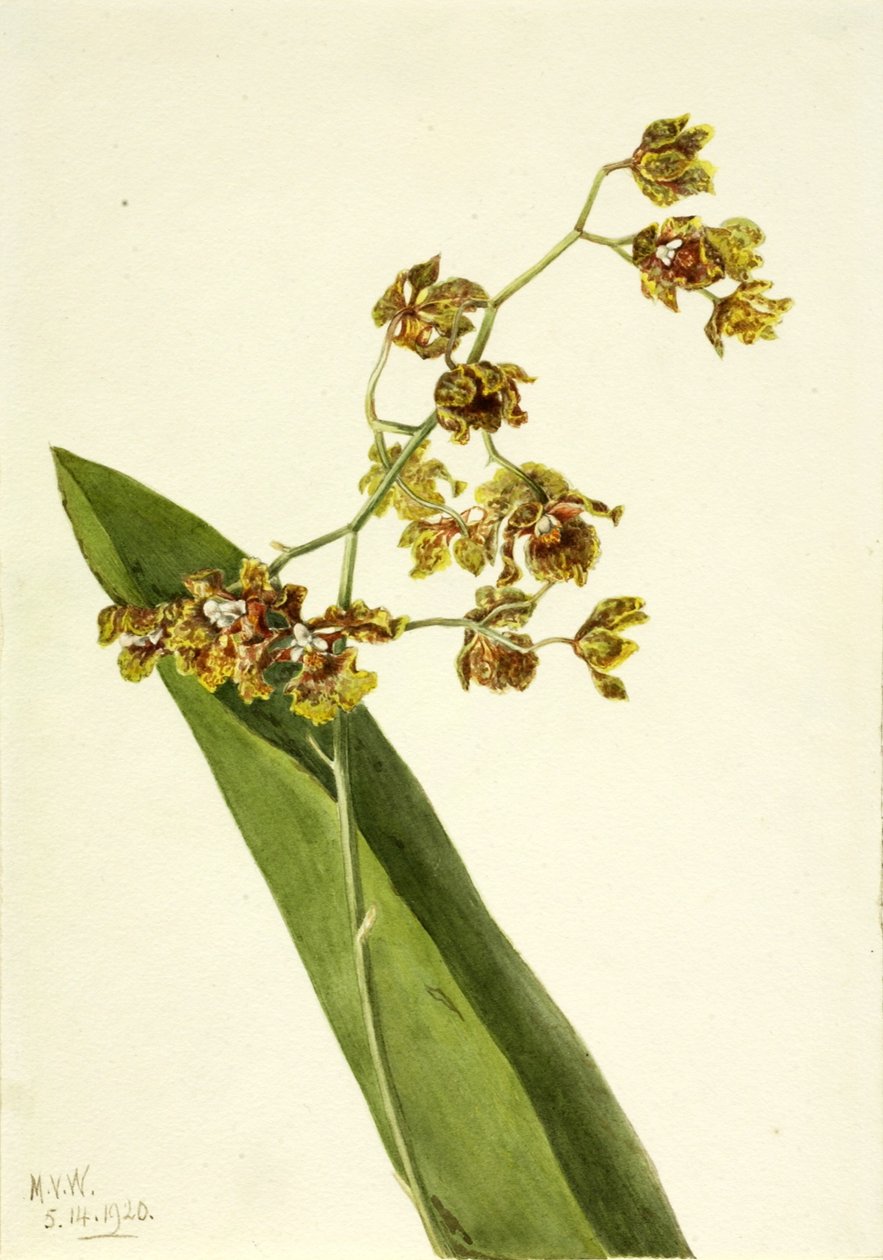 Fläckig Cyrtopodium (Cyrtopodium punctatum) av Mary Vaux Walcott
