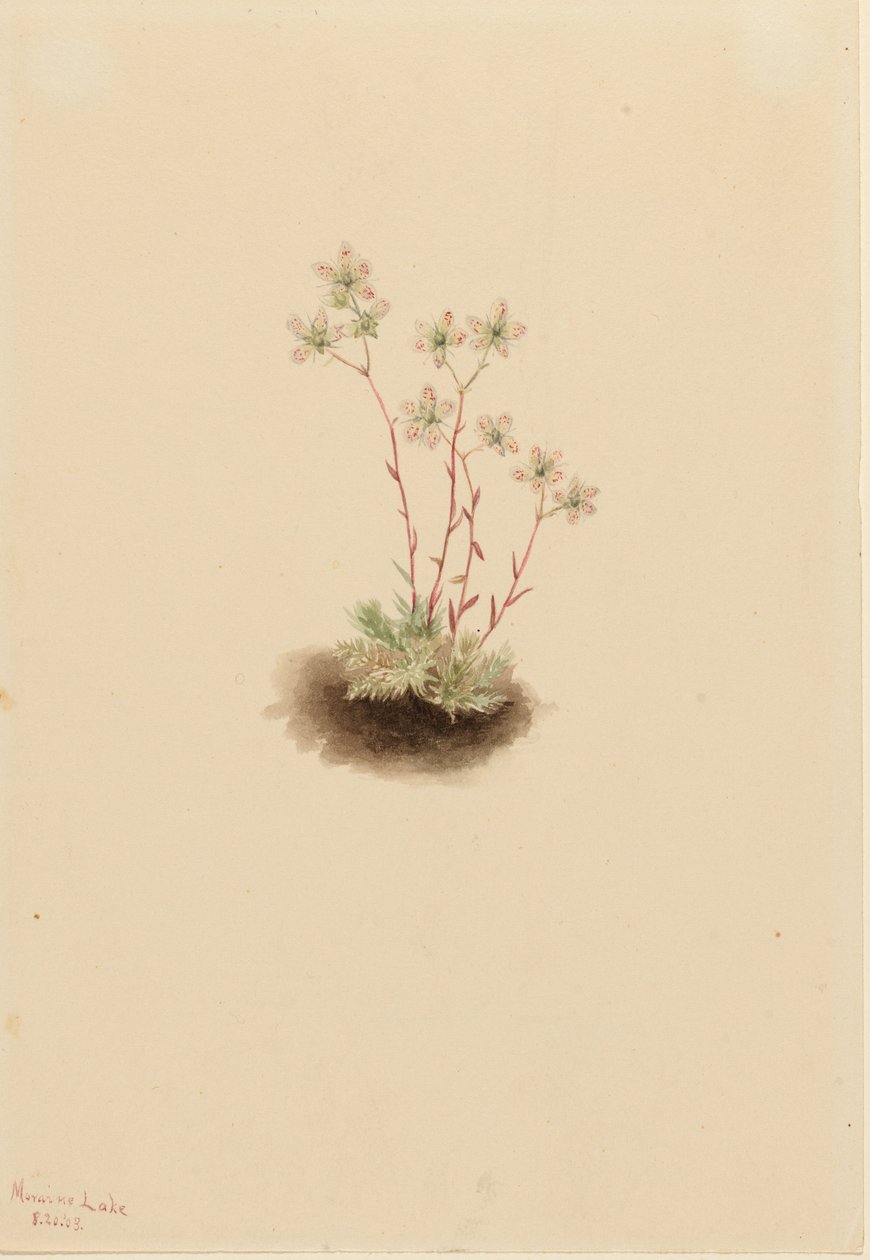 Fläckig saxifrage (Saxifraga bronchialis) av Mary Vaux Walcott