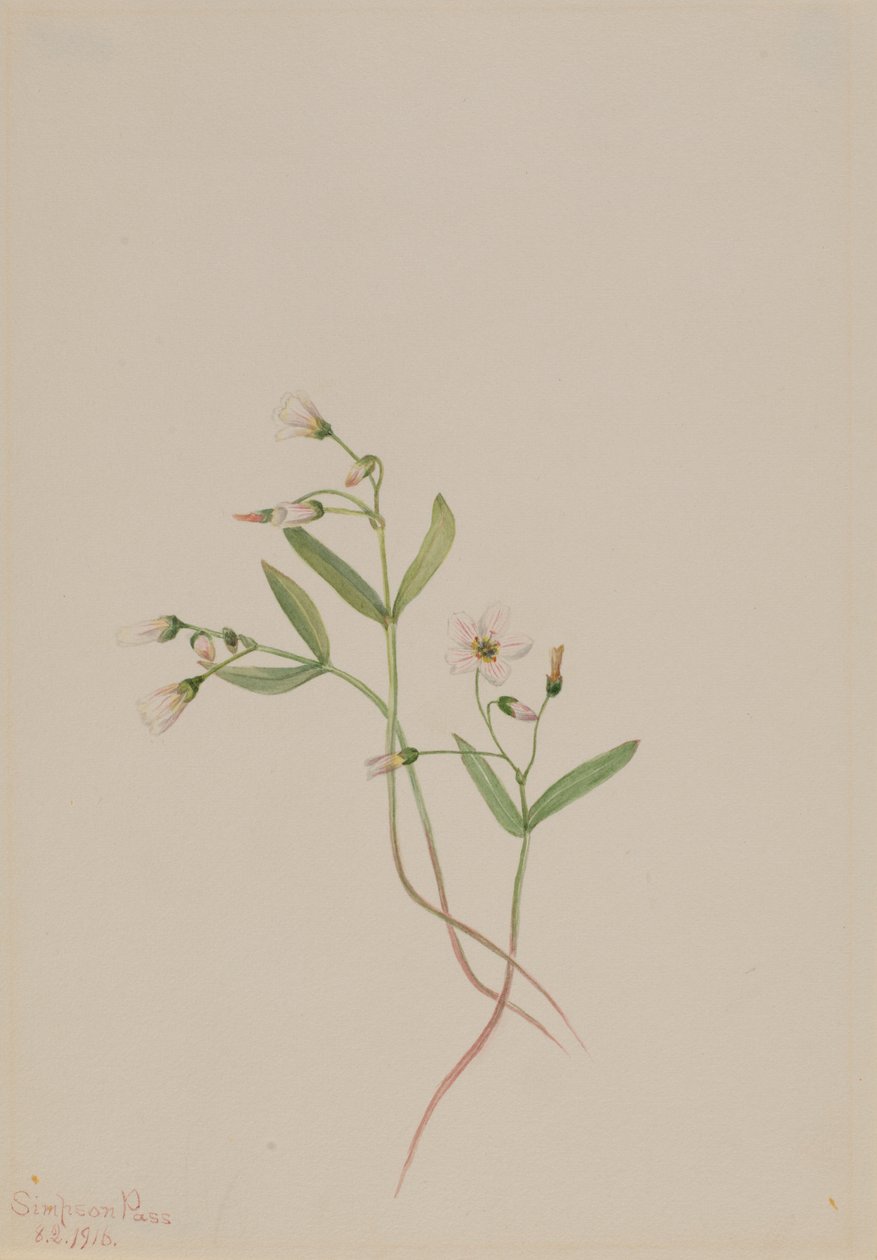 Vårskönhet (Claytonia lanceolata) av Mary Vaux Walcott