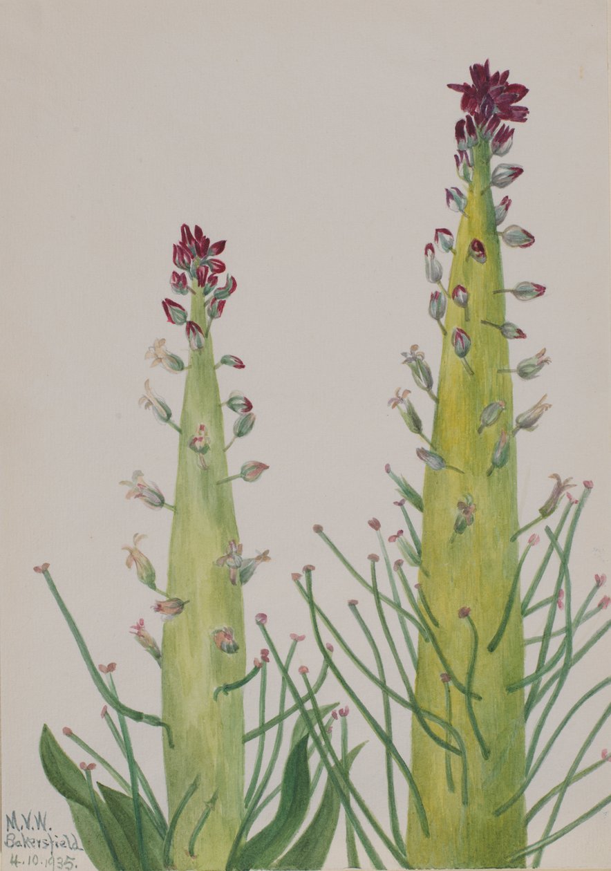 Squaw-Cabbage Caulanthus inflatus, 1935. av Mary Vaux Walcott