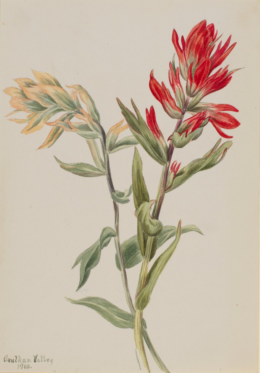 Stachys palustria av Mary Vaux Walcott