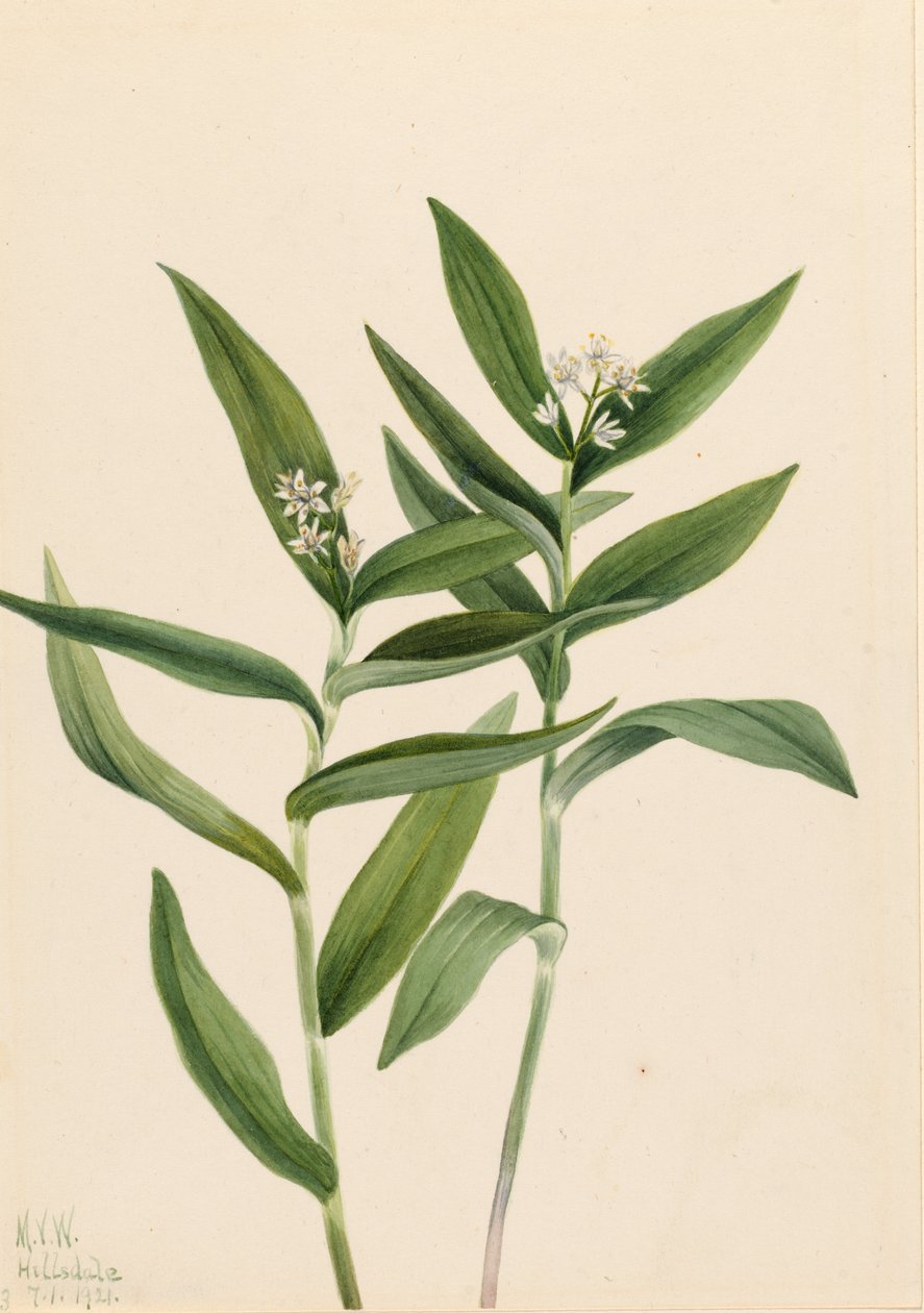 Stjärna Salomonplume (Stjärna Vagnera) av Mary Vaux Walcott