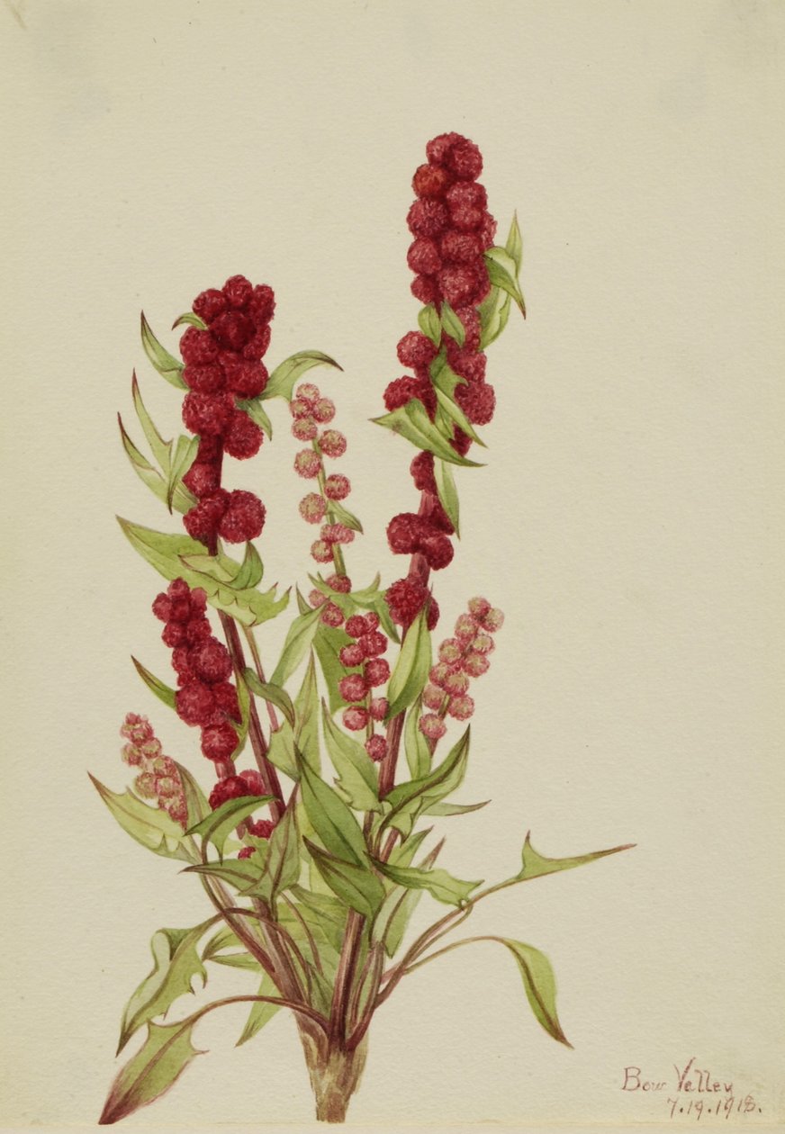 Jordgubbsblomma (Chenopodium capitatum) av Mary Vaux Walcott