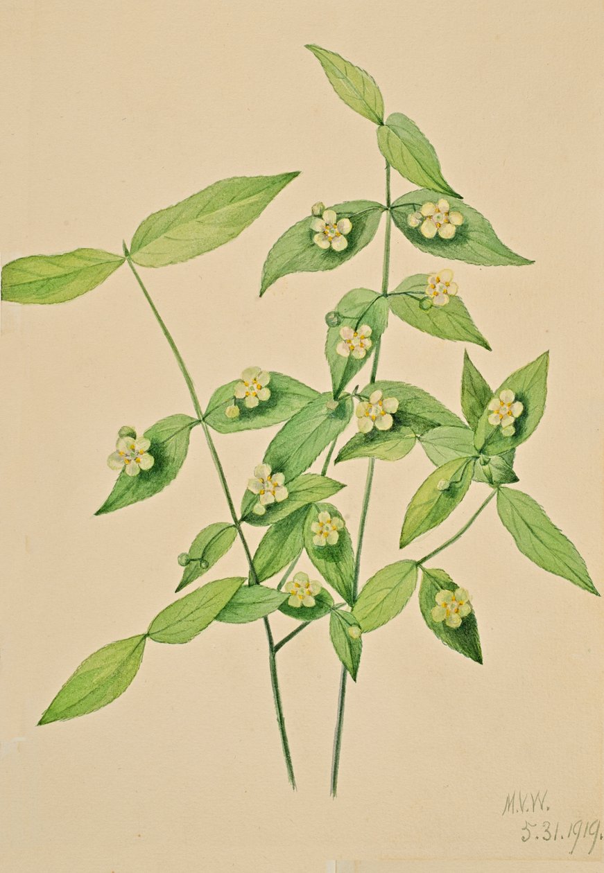 Jordgubbsbuske Euonymus americanus, 1919. av Mary Vaux Walcott