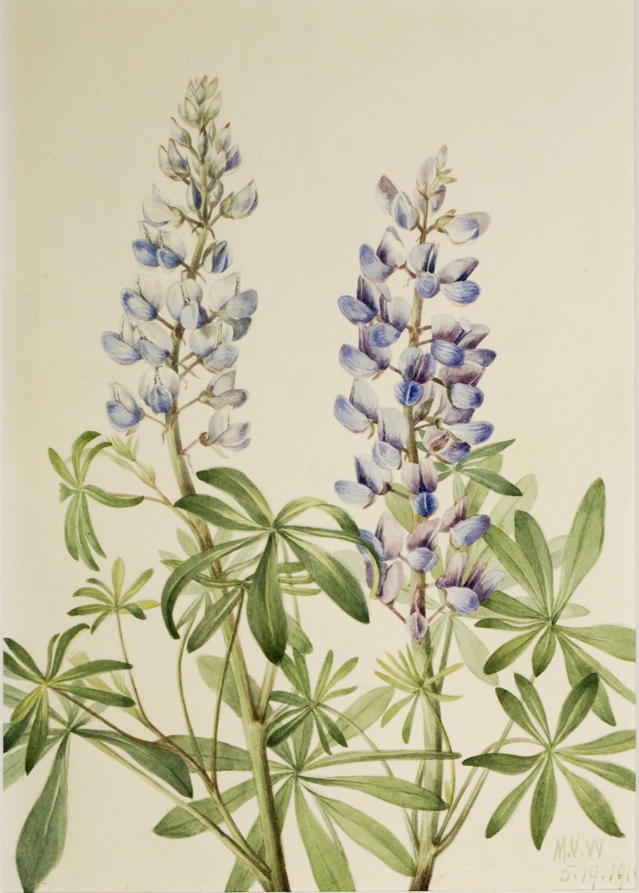 Lupin för soluppgång (Lupinus perennis) av Mary Vaux Walcott