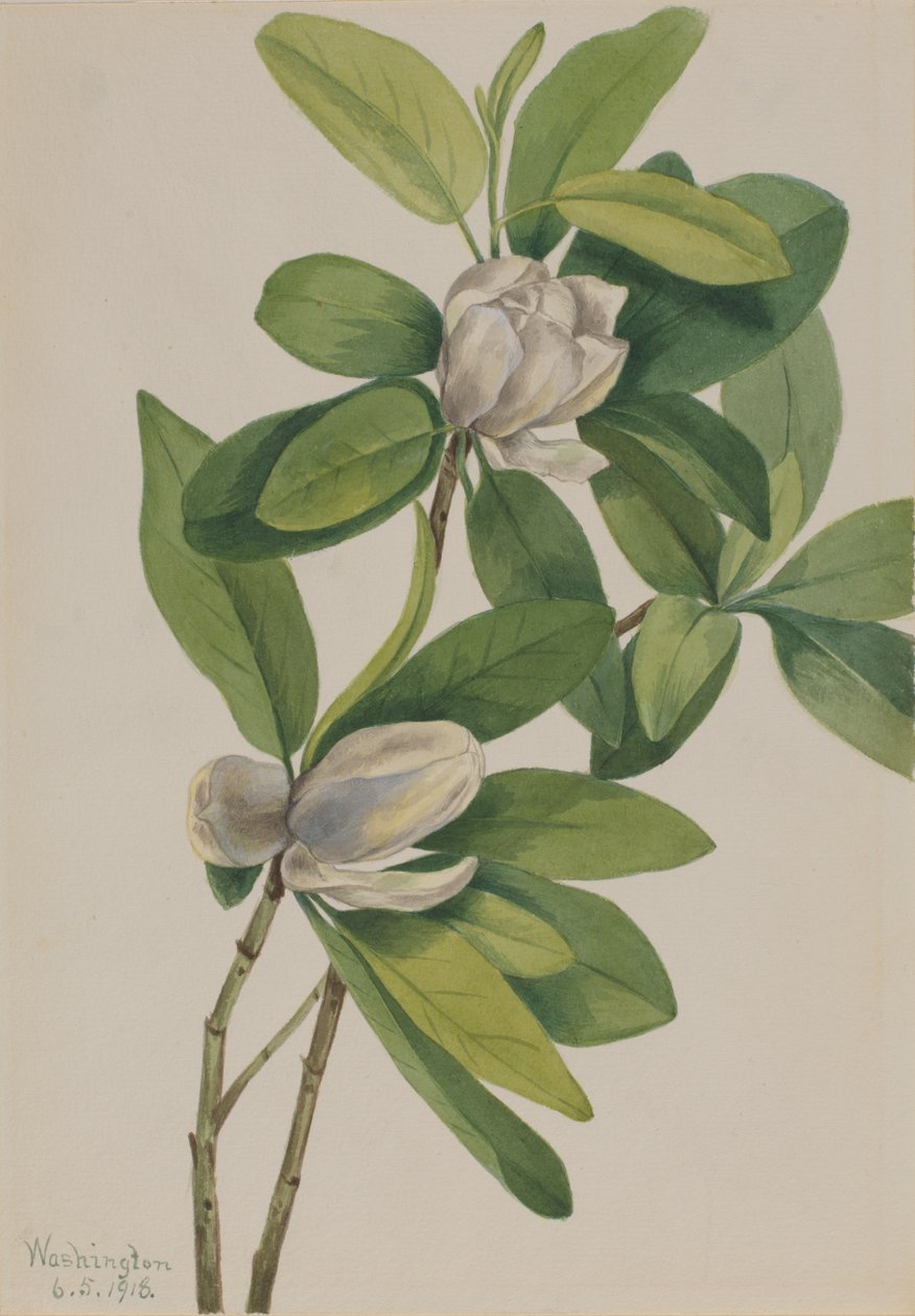 Swamp Magnolia Magnolia virginiana, 1918. av Mary Vaux Walcott