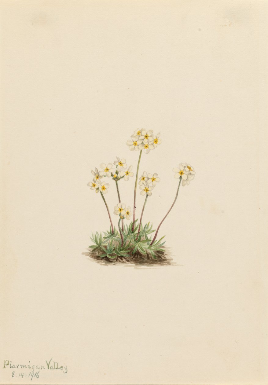 Söta Androsace Androsace carinata, 1916. av Mary Vaux Walcott