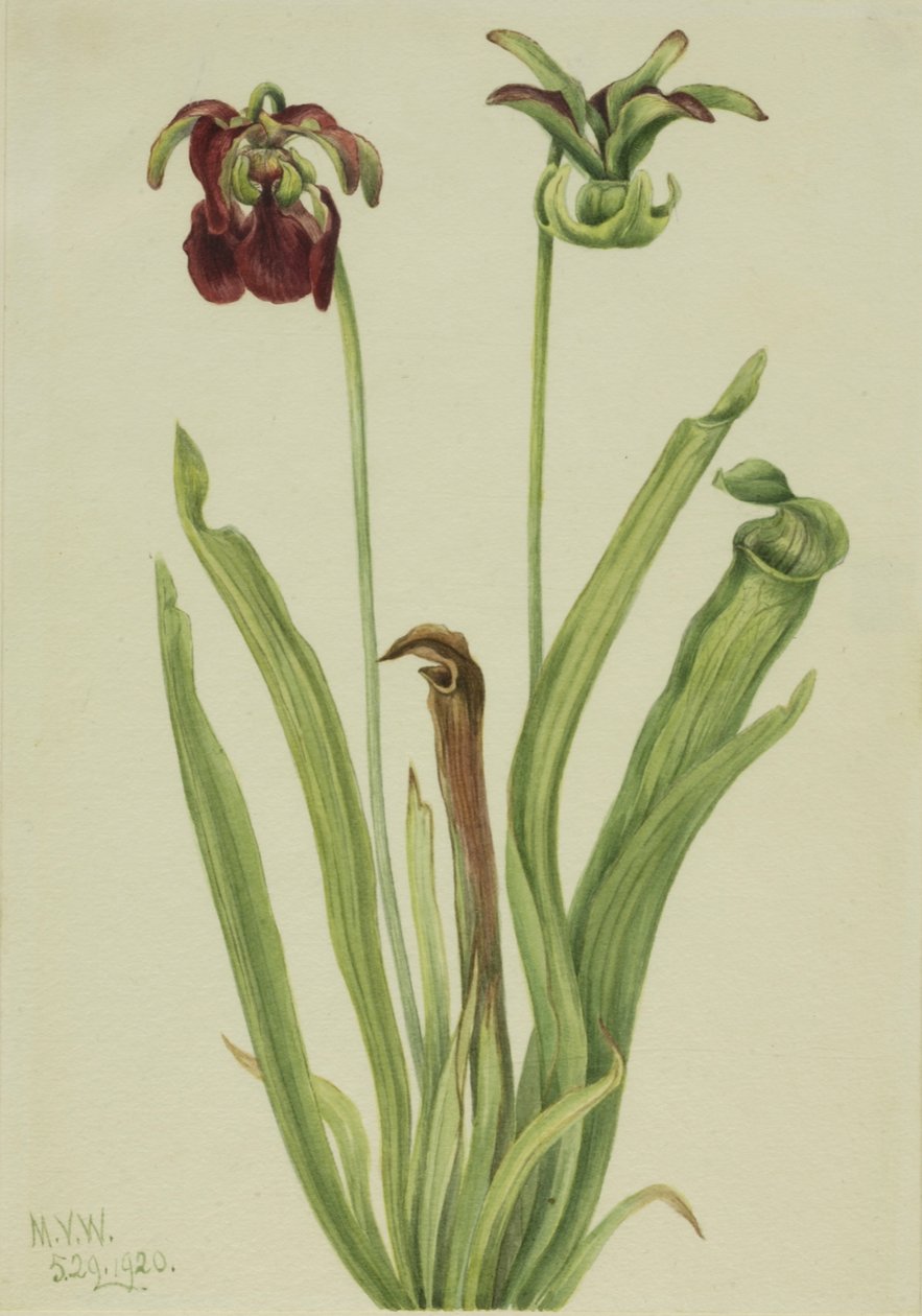 Söt kanna Sarracenia rubra, 1920. av Mary Vaux Walcott