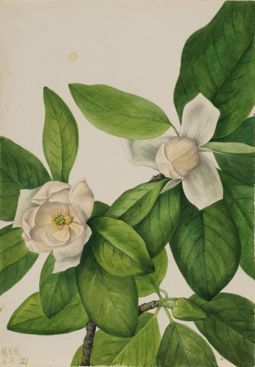 Gullregn (Magnolia virginiana) av Mary Vaux Walcott
