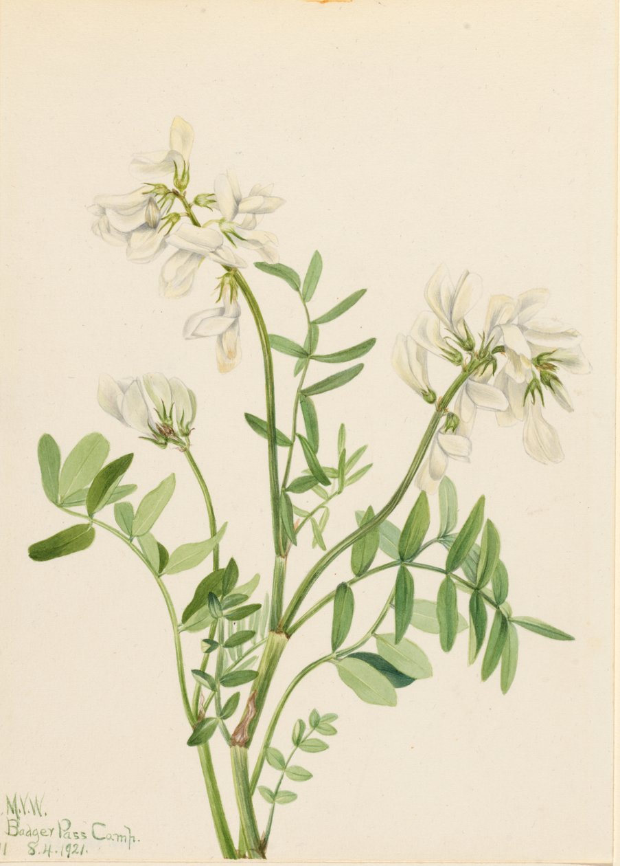 Sötväppling (Hedysarum mackenzii) av Mary Vaux Walcott