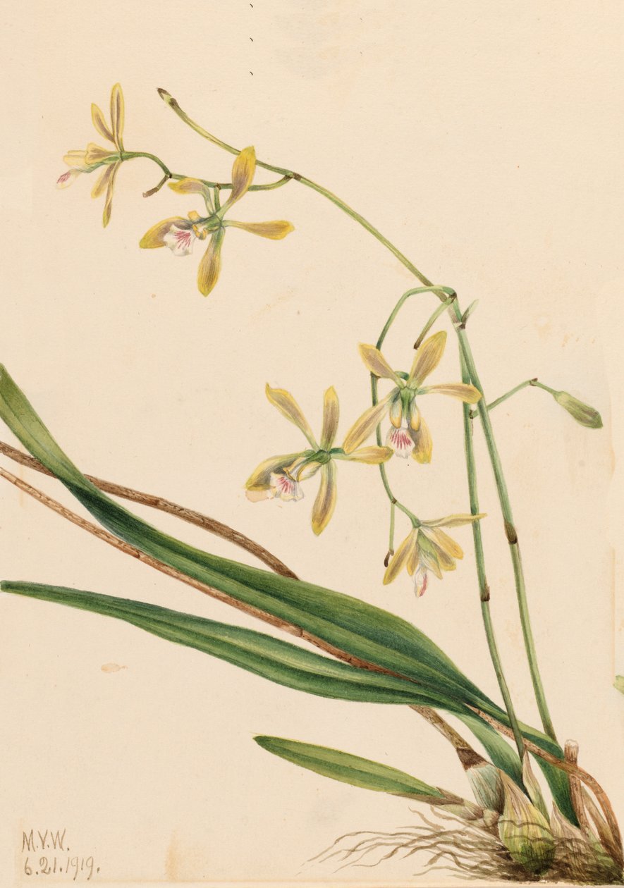 Tampa Epidendrum Epidendrum tampense, 1919. av Mary Vaux Walcott