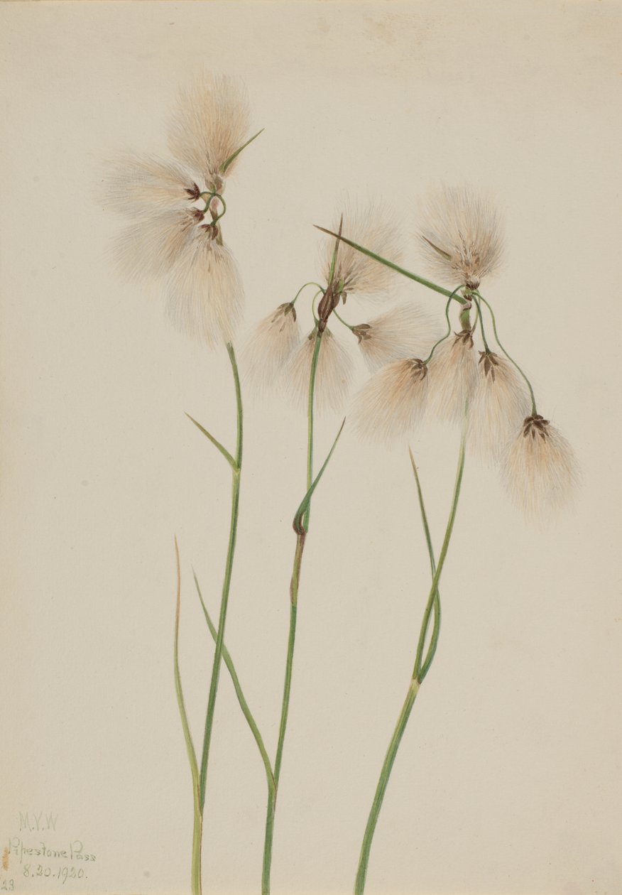 Tofs bomullsgräs Eriophorum angustifolium, 1920. av Mary Vaux Walcott