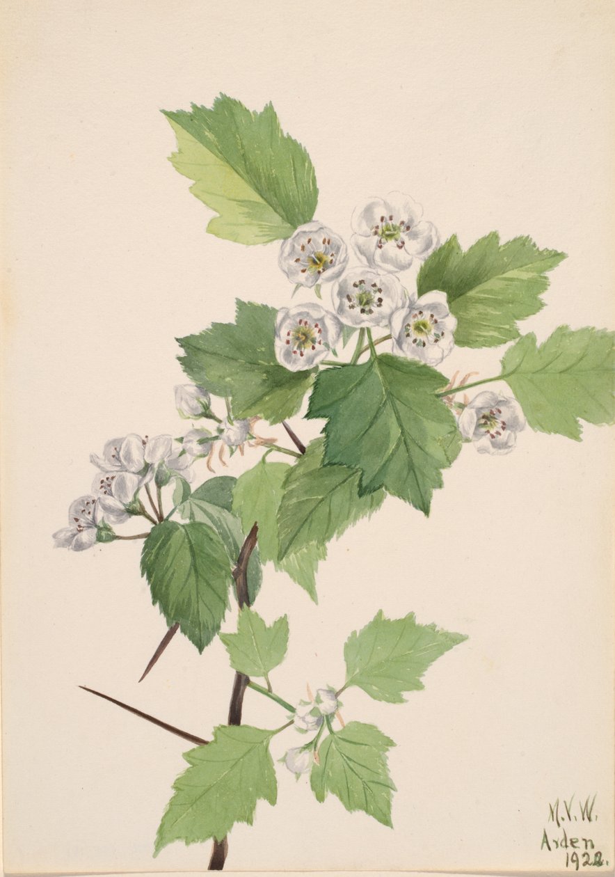 Snårhattorn Crataegus coccinea, 1922. av Mary Vaux Walcott