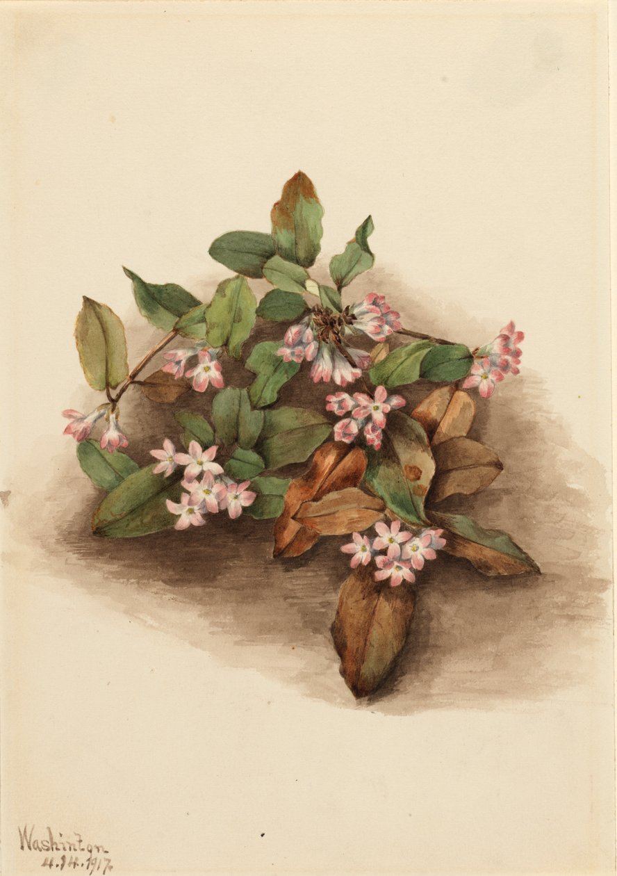 Efterföljande Arbutus Epigaea repens, 1917. av Mary Vaux Walcott