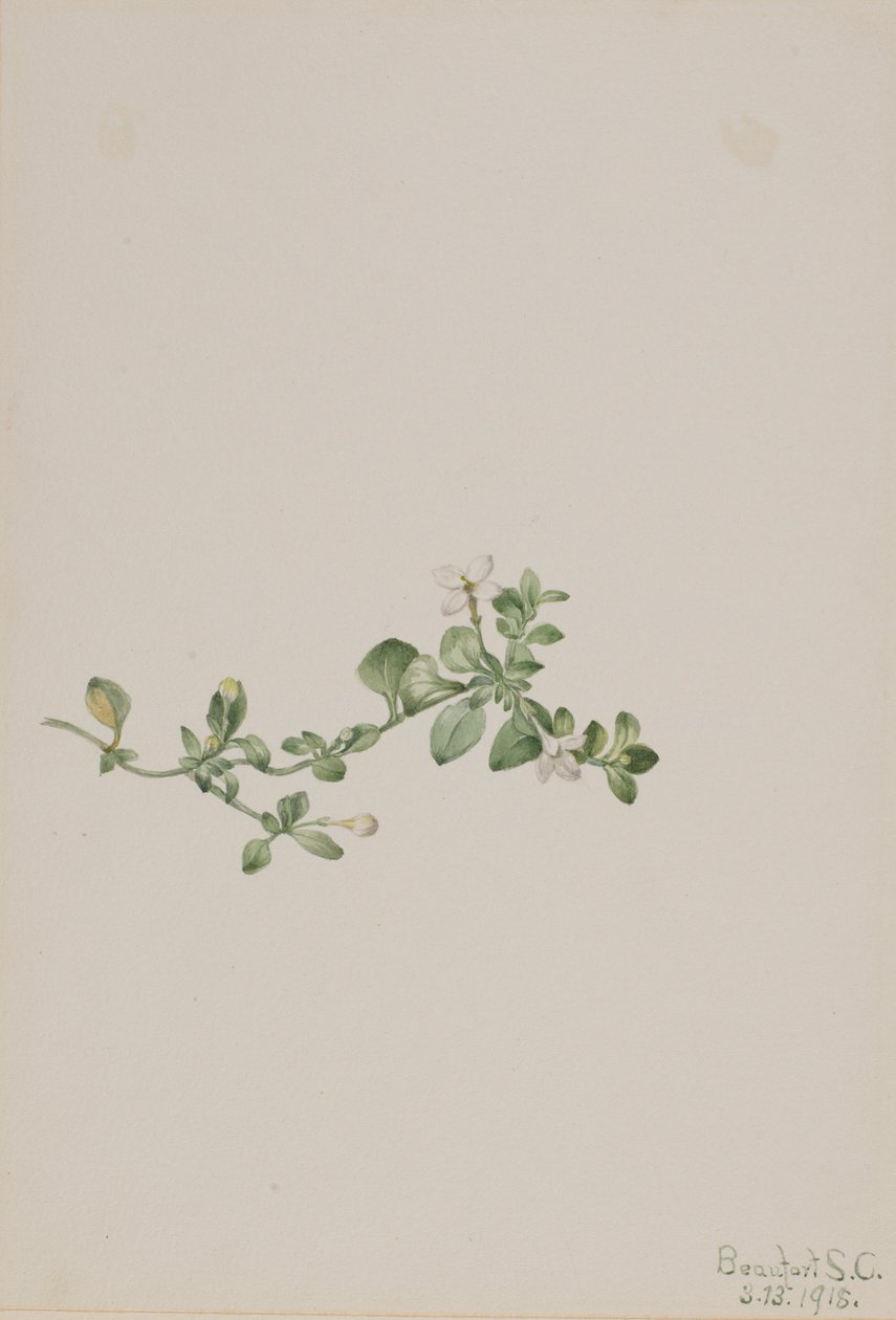 Efterföljande Houstonia (Houstonia procumbens) av Mary Vaux Walcott