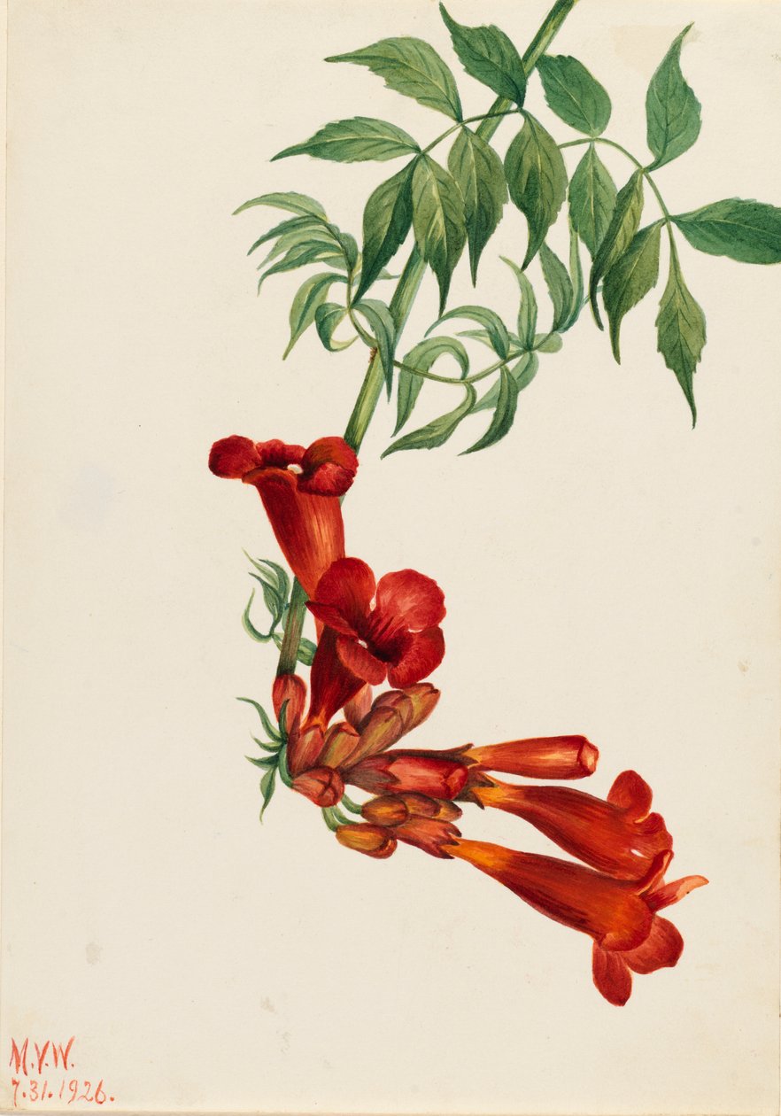 Trumpet Creeper Bignonia radicans, 1926. av Mary Vaux Walcott