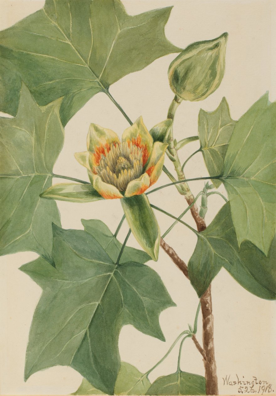 Tulpanträd Liriodendron tulipifera, 1918. av Mary Vaux Walcott