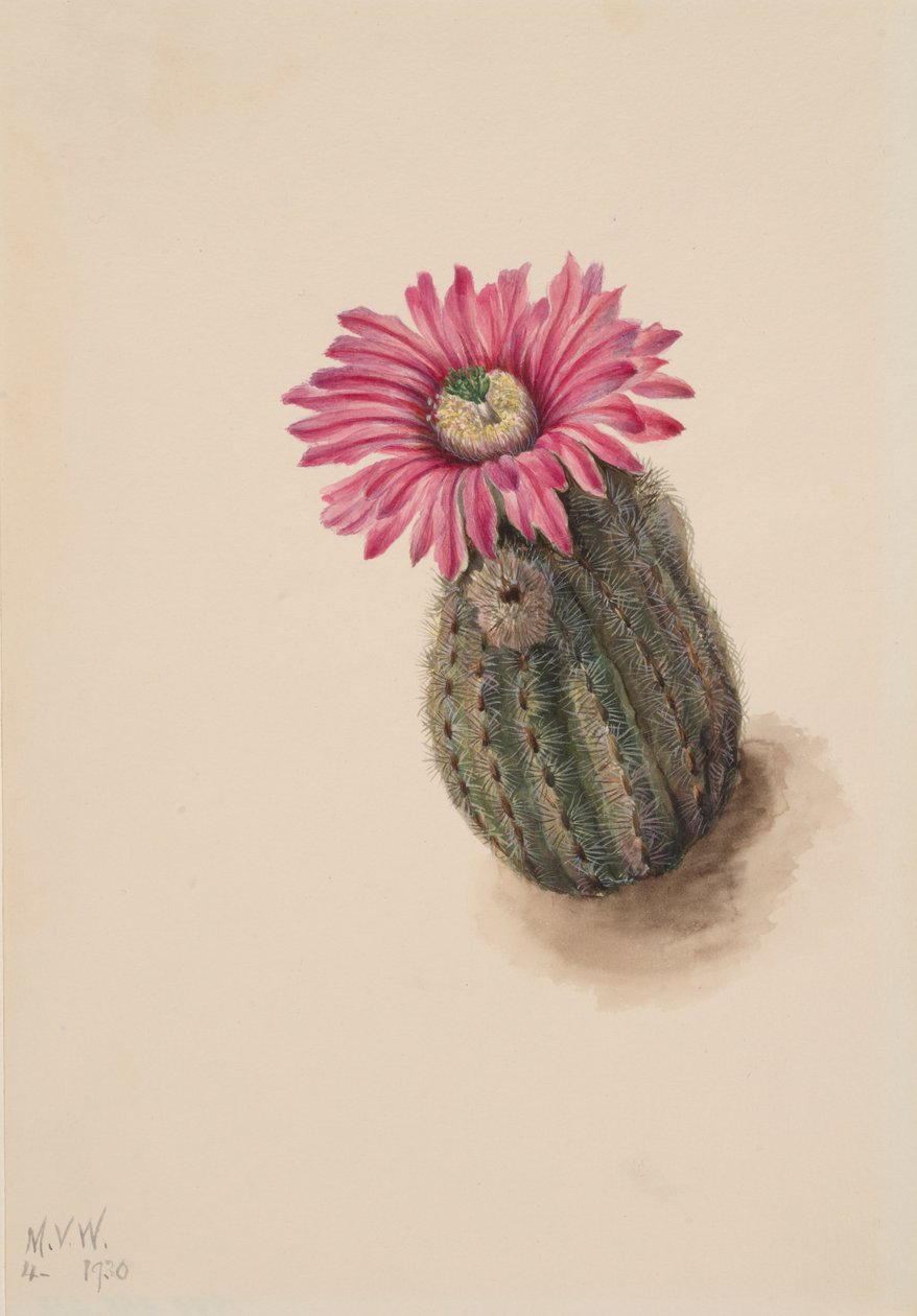 Turkiets huvudkaktus Echinocereus perbellus, 1930. av Mary Vaux Walcott
