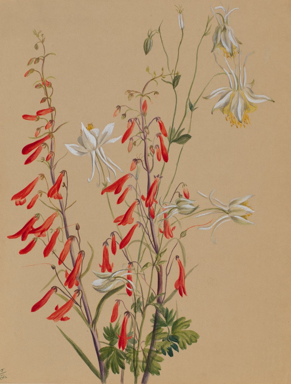 Utan titel--Blomststudie av Mary Vaux Walcott