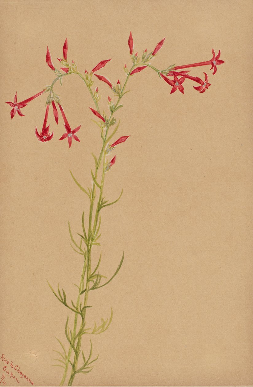 Utan titel--Blomststudie av Mary Vaux Walcott