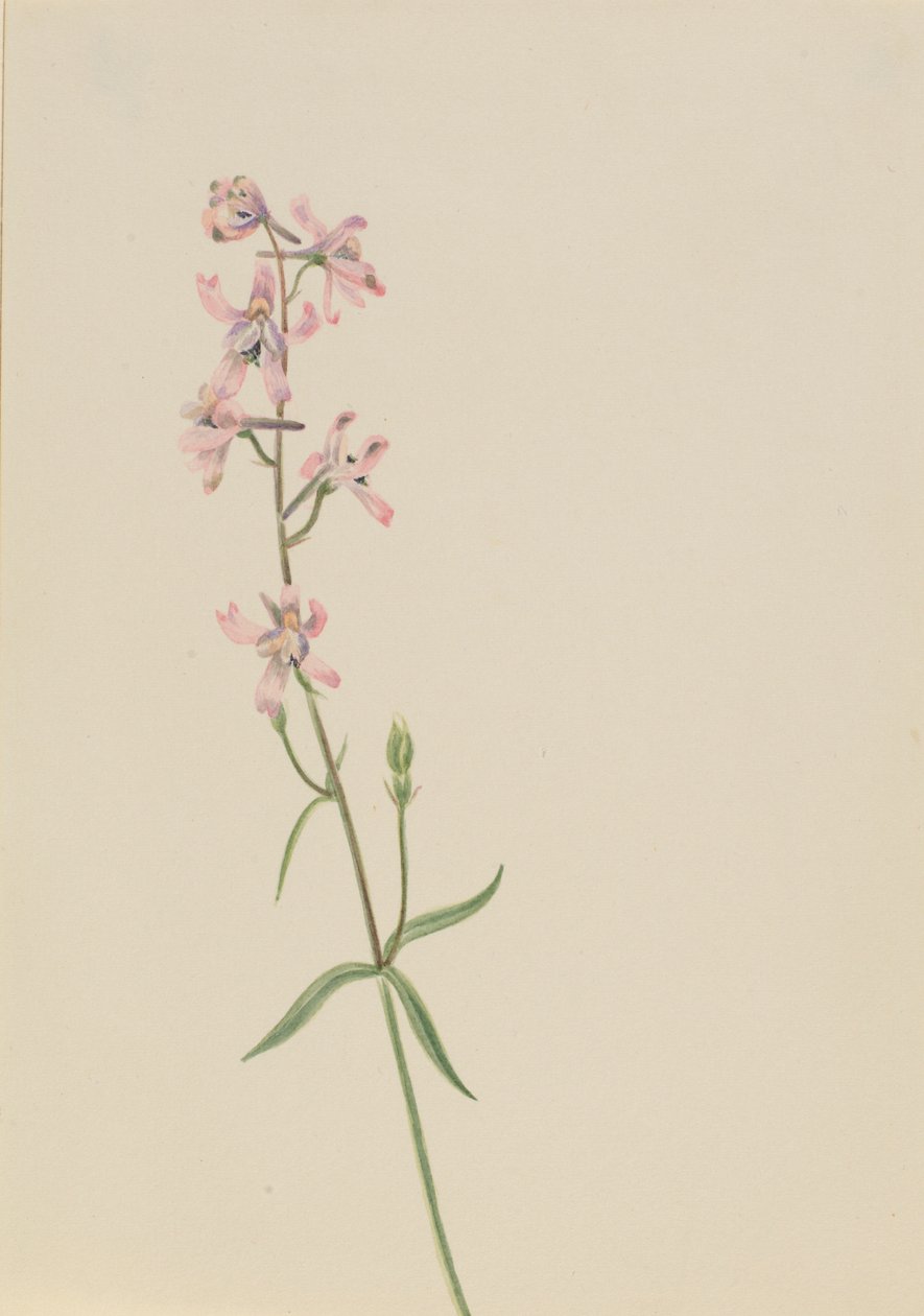 Utan titel--Blomststudie av Mary Vaux Walcott