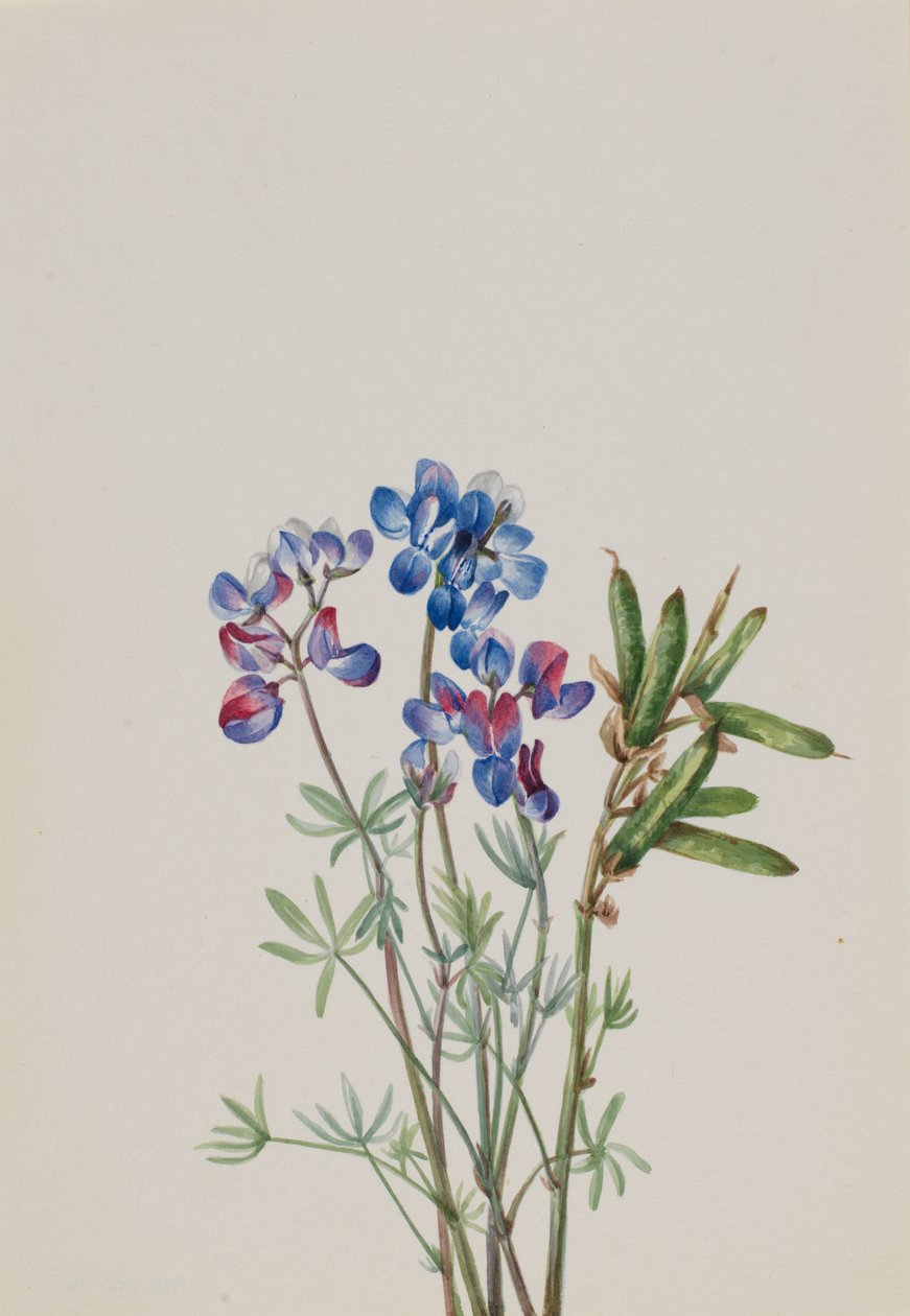 Utan titel--Blomststudie av Mary Vaux Walcott