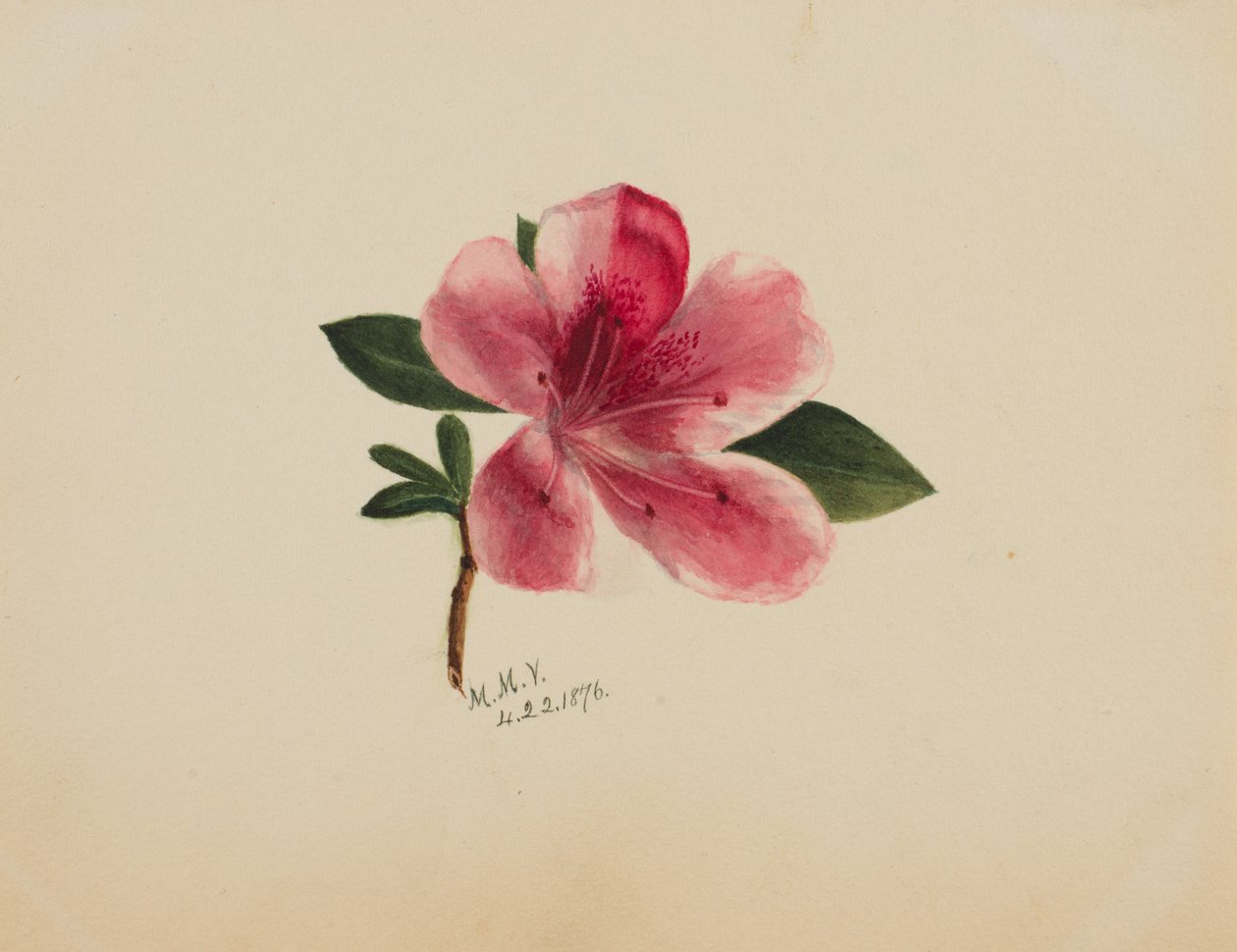 Untitled--Flower Study, 1876. av Mary Vaux Walcott