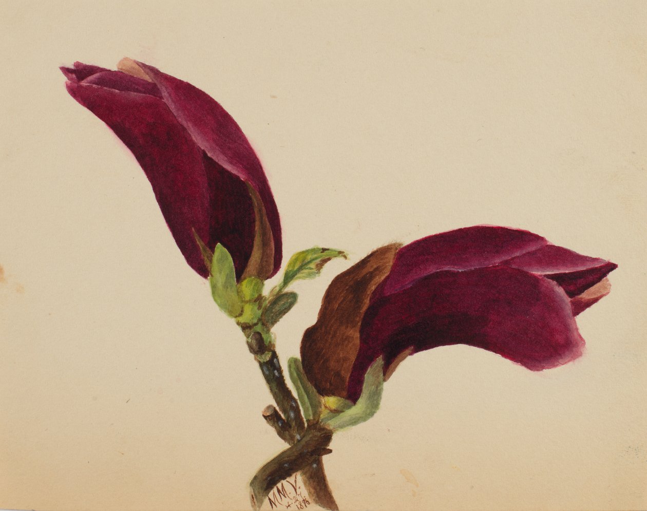 Untitled--Flower Study, 1876. av Mary Vaux Walcott