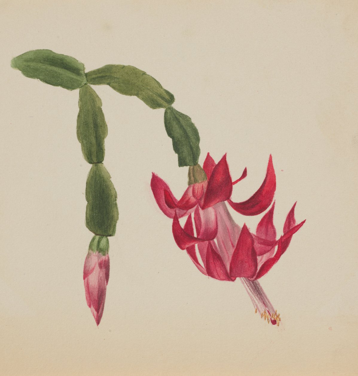 Untitled--Flower Study, 1878. av Mary Vaux Walcott
