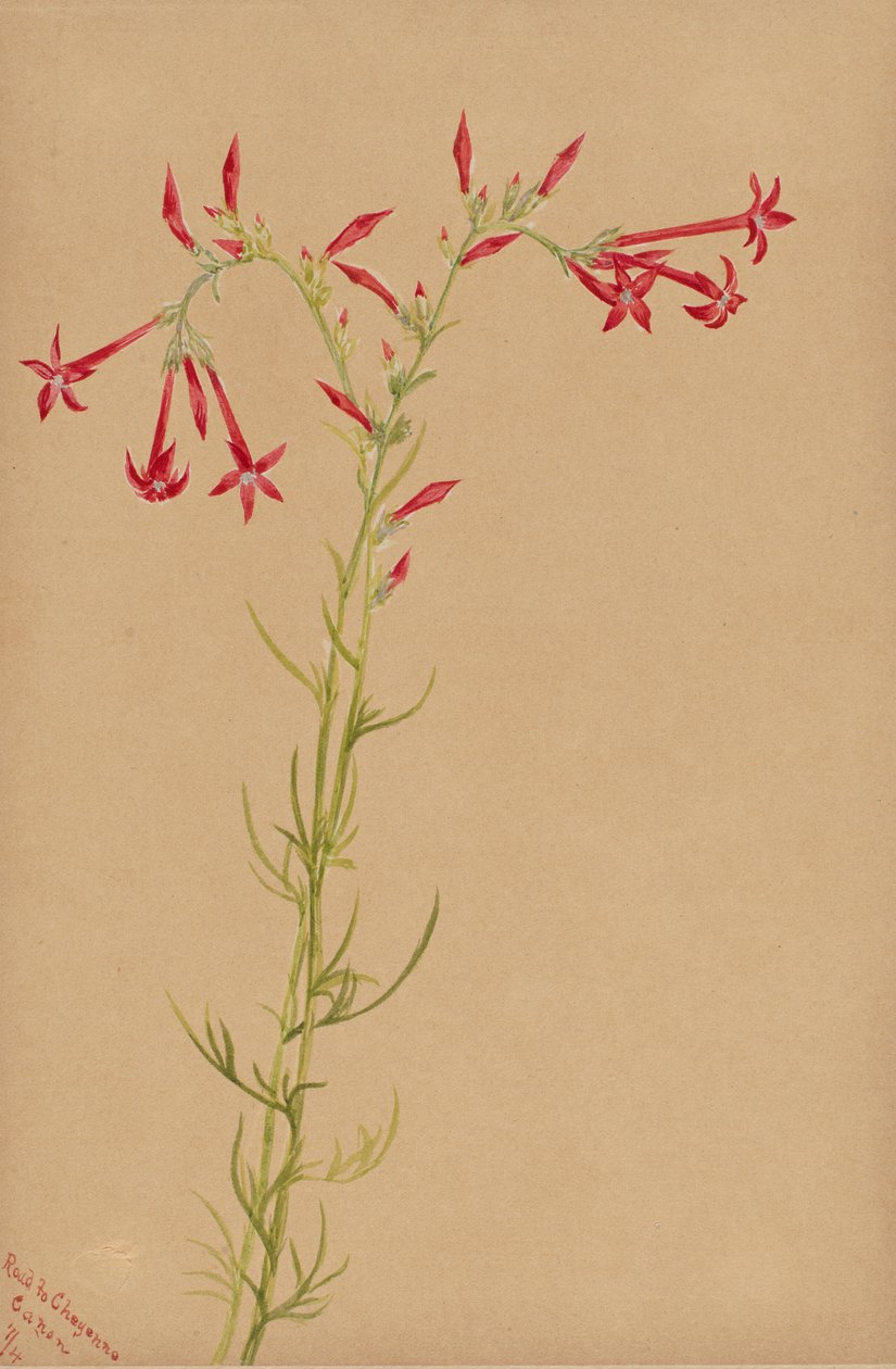 Untitled--Flower Study, 1883. av Mary Vaux Walcott