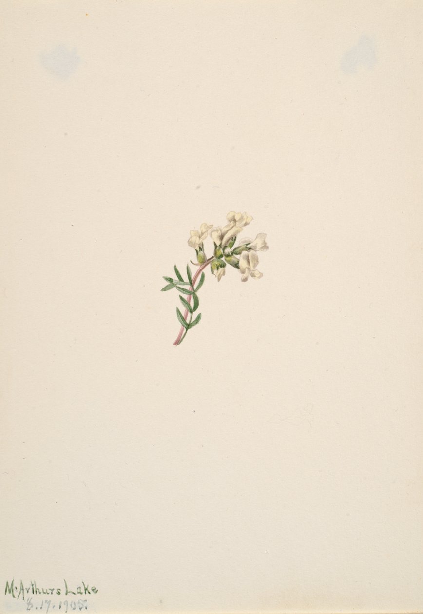 Untitled--Flower Study, 1905. av Mary Vaux Walcott