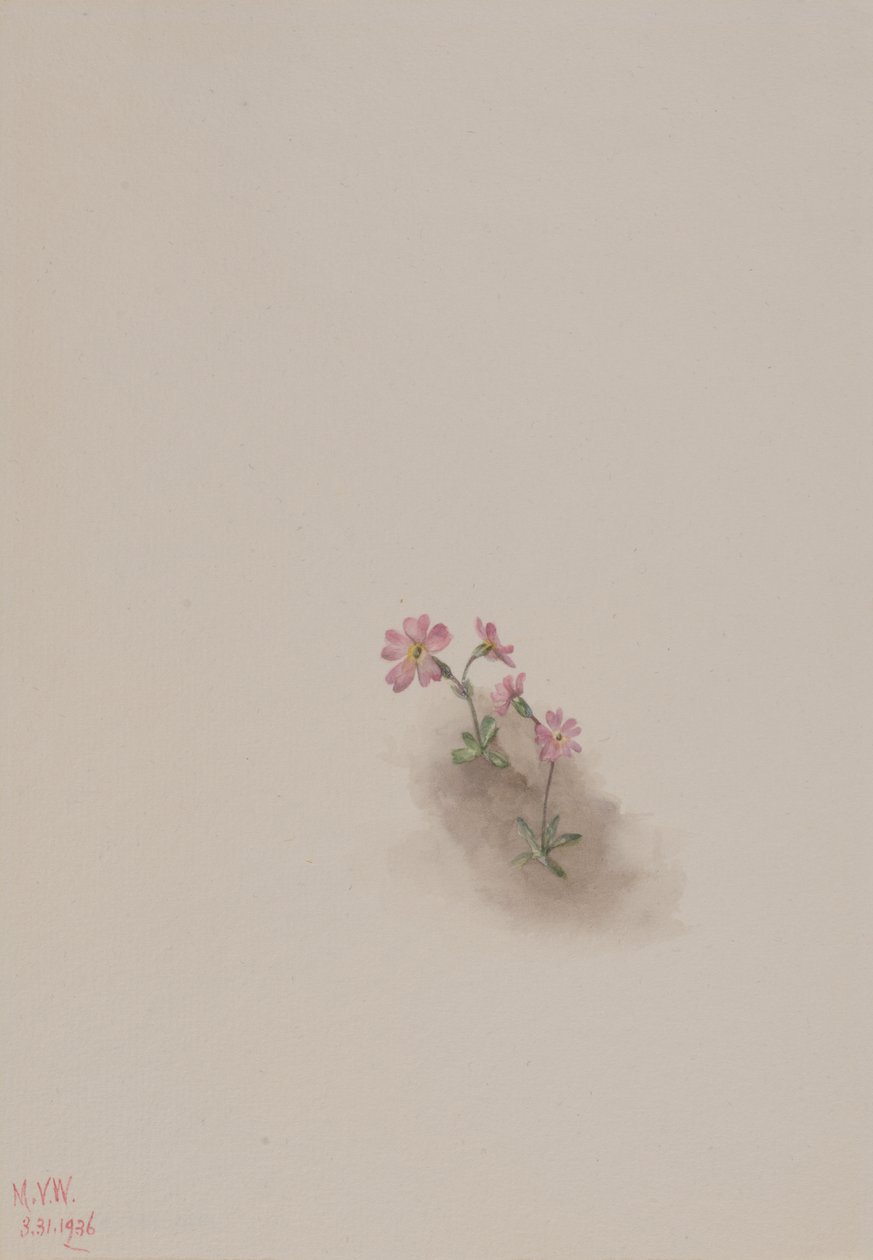 Untitled--Flower Study, 1936. av Mary Vaux Walcott