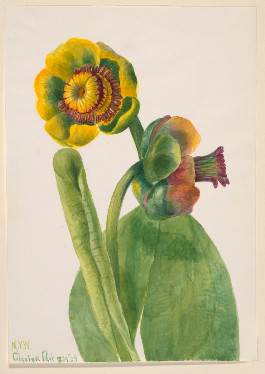 Untitled--Flower Study, 1939. av Mary Vaux Walcott