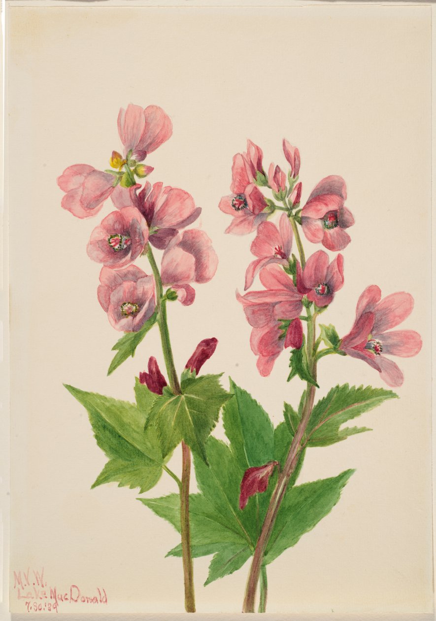 Untitled--Flower Study, 1939. av Mary Vaux Walcott