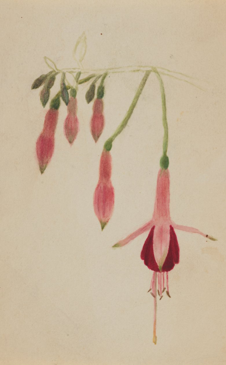 Untitled--Flower Study, ca. 1872-1874. av Mary Vaux Walcott