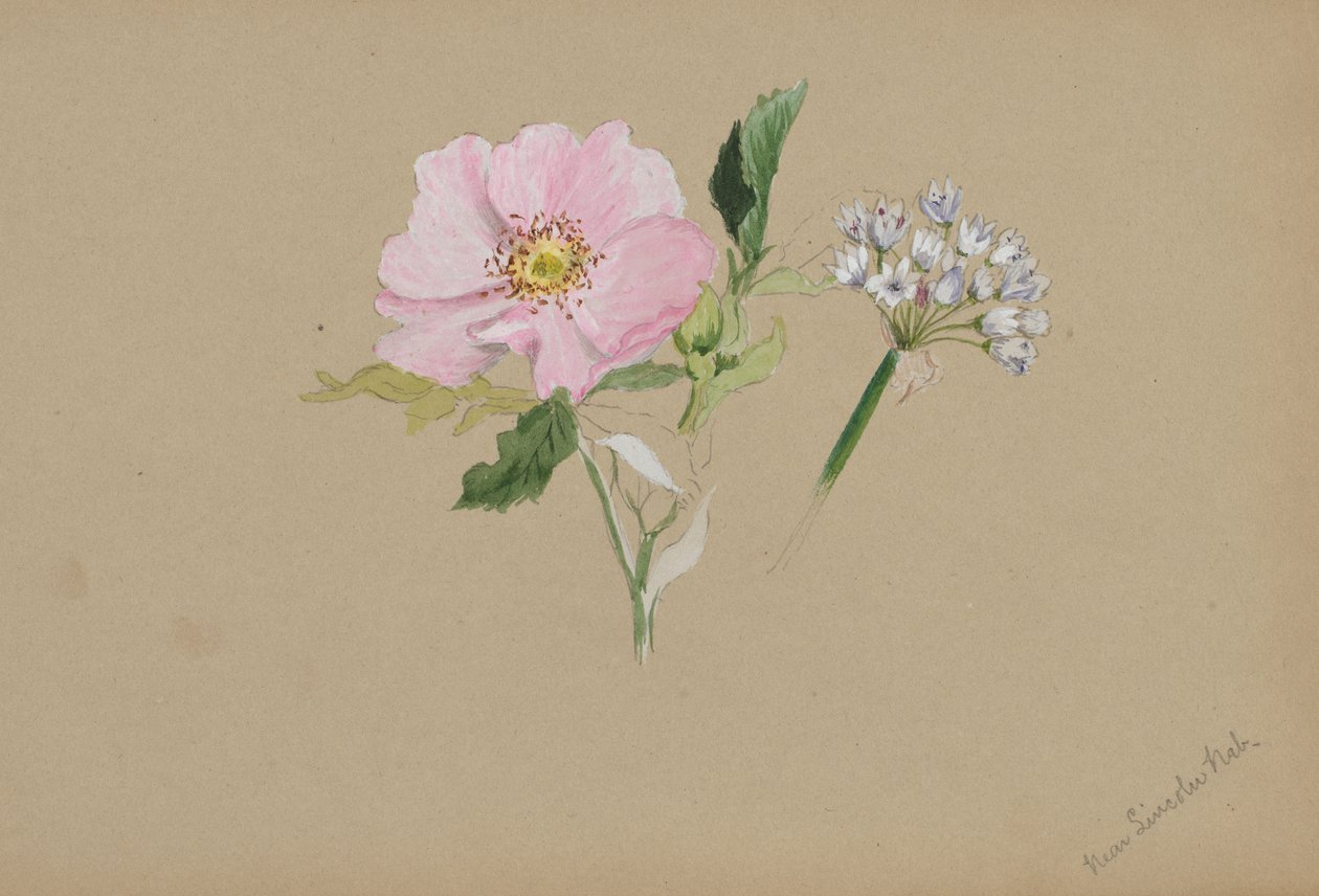 Untitled--Flower Study, ca. 1876-1878. av Mary Vaux Walcott