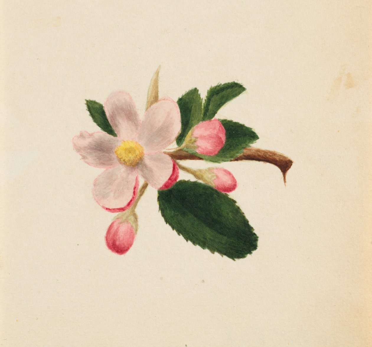 Untitled--Flower Study, ca. 1876. av Mary Vaux Walcott