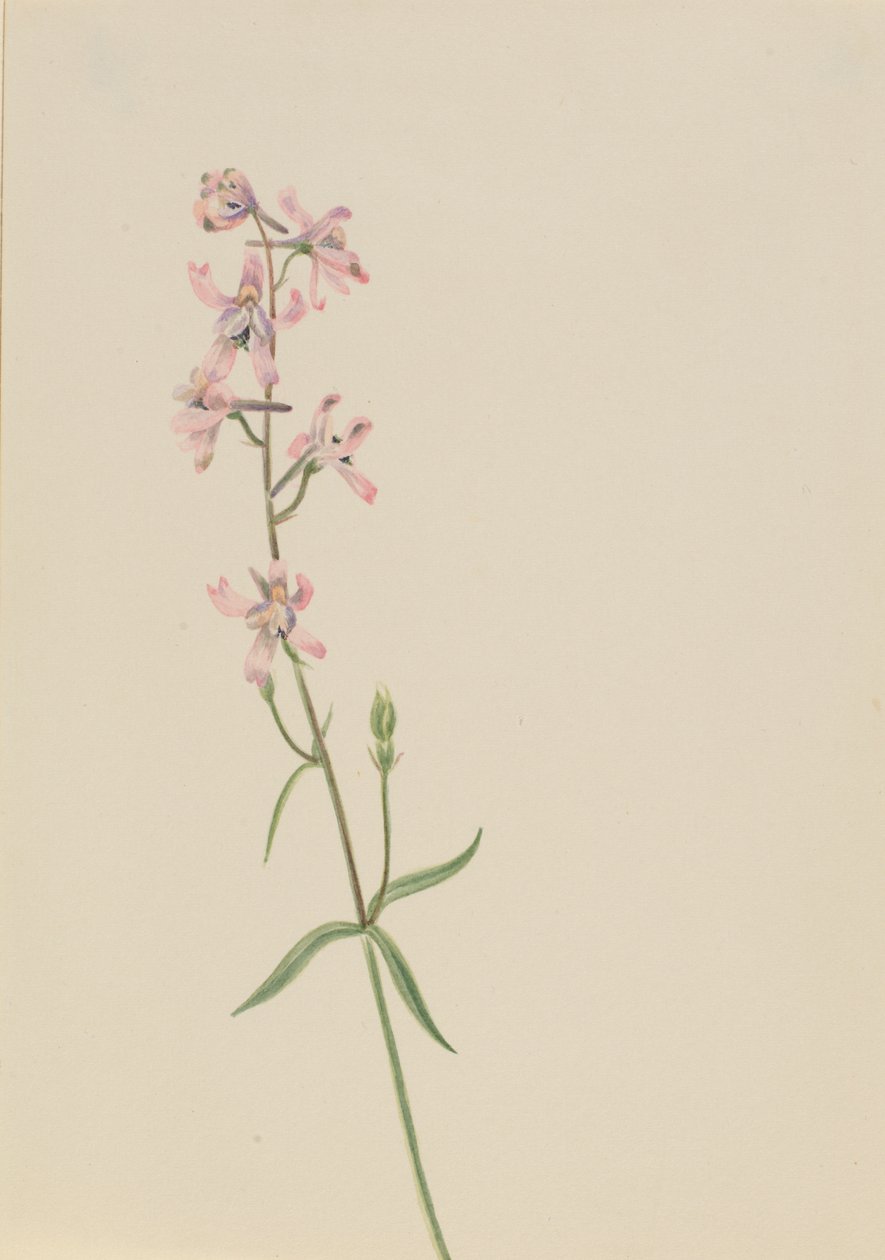 Untitled--Flower Study, ca. 1900-1930. av Mary Vaux Walcott