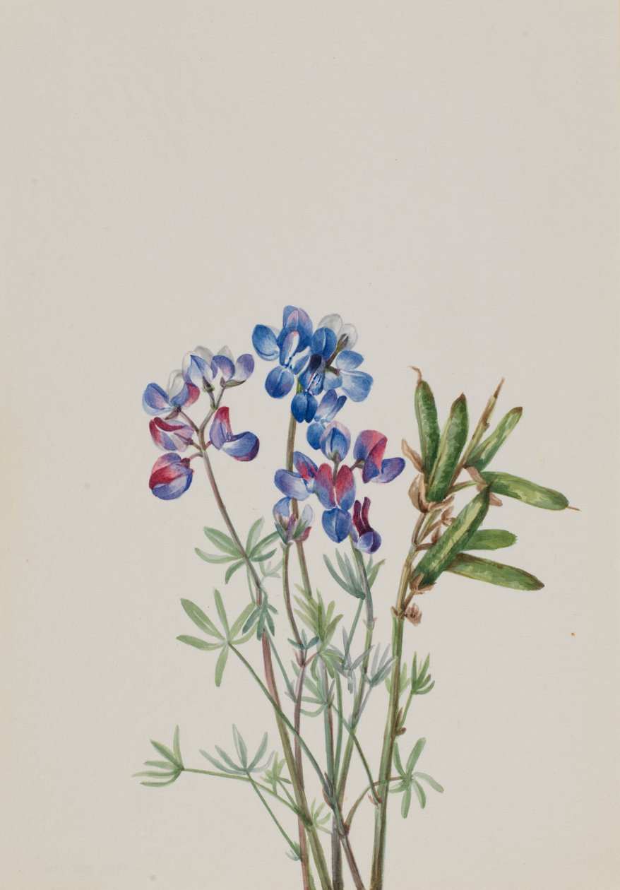 Untitled--Flower Study, ca. 1900-1930. av Mary Vaux Walcott