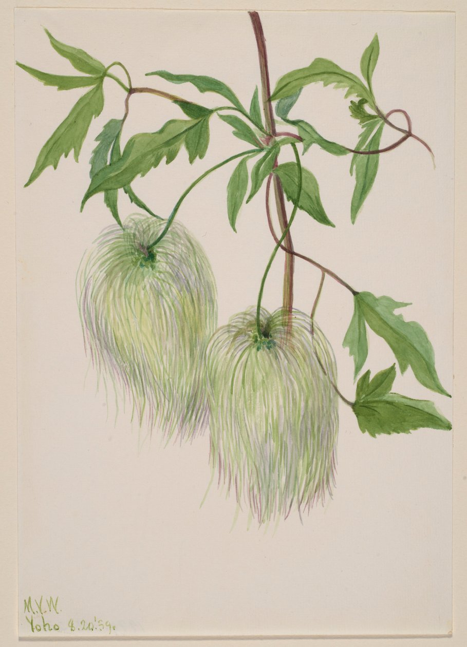 Utan titel - växtstudie av Mary Vaux Walcott