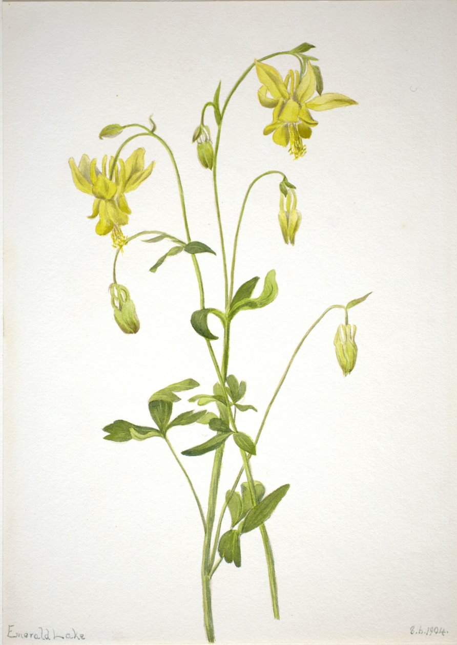 Utan titel - växtstudie av Mary Vaux Walcott
