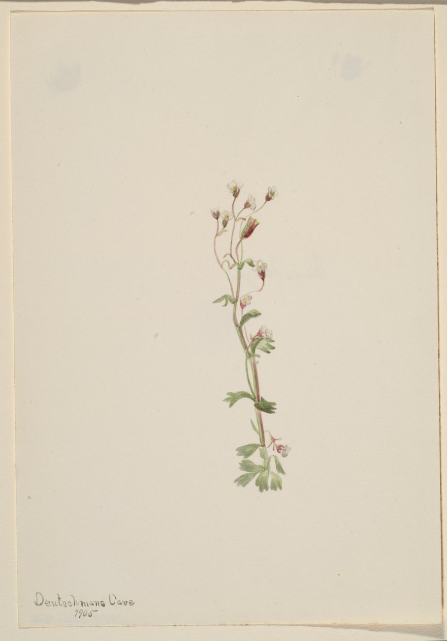 Utan titel - växtstudie av Mary Vaux Walcott
