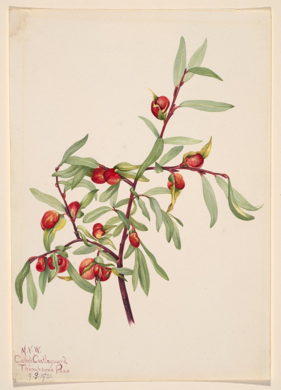 Utan titel - växtstudie av Mary Vaux Walcott