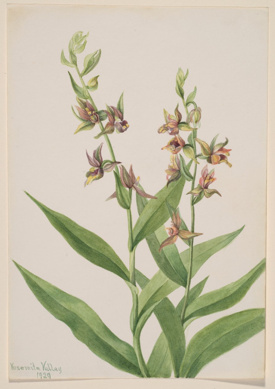 Utan titel - växtstudie av Mary Vaux Walcott