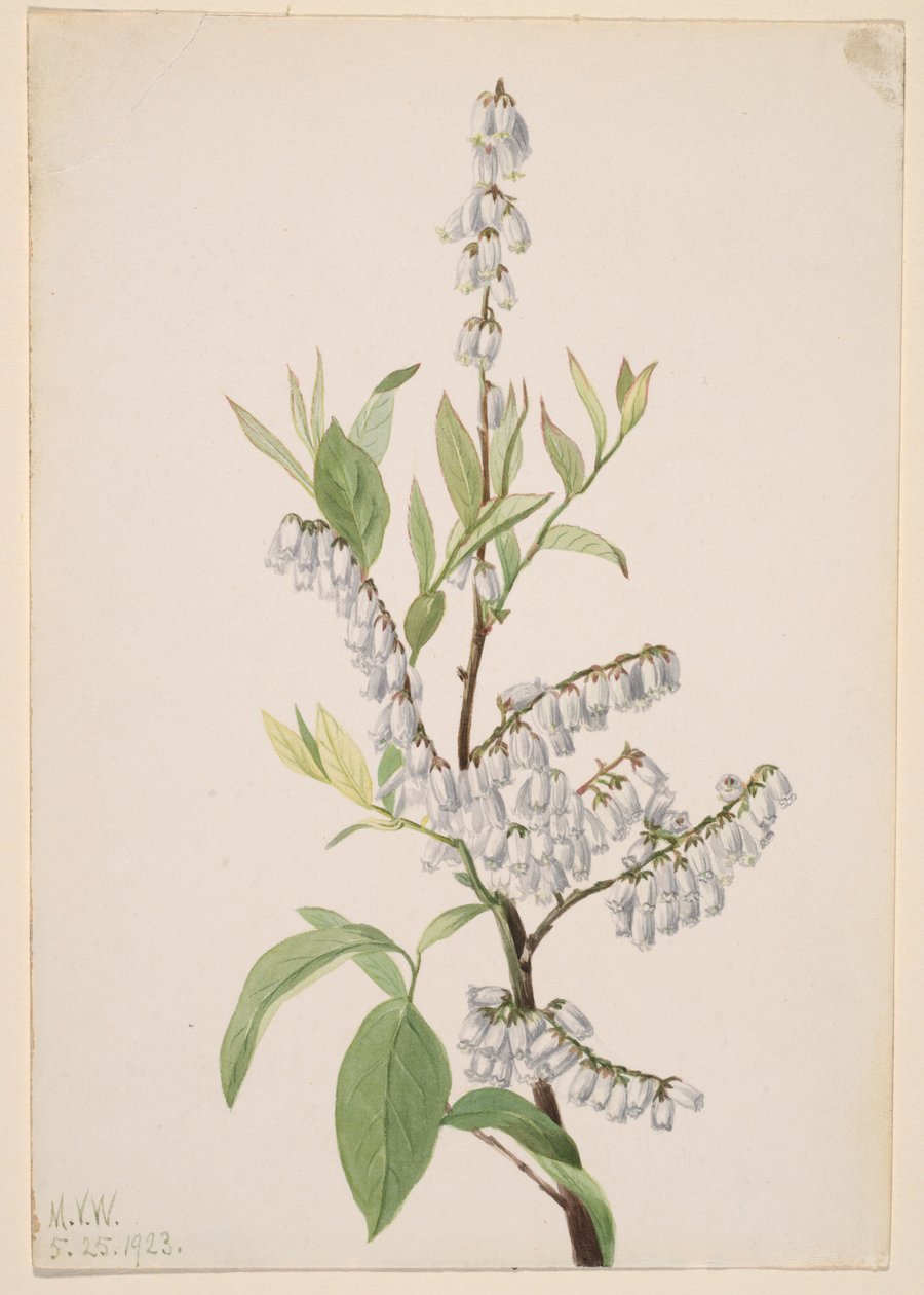 Utan titel - växtstudie av Mary Vaux Walcott