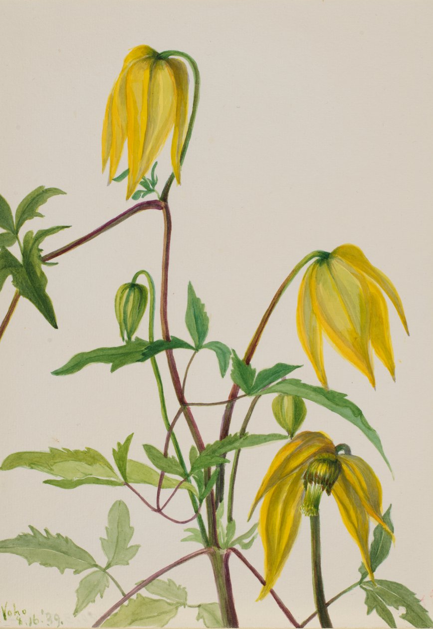 Utan titel - växtstudie av Mary Vaux Walcott