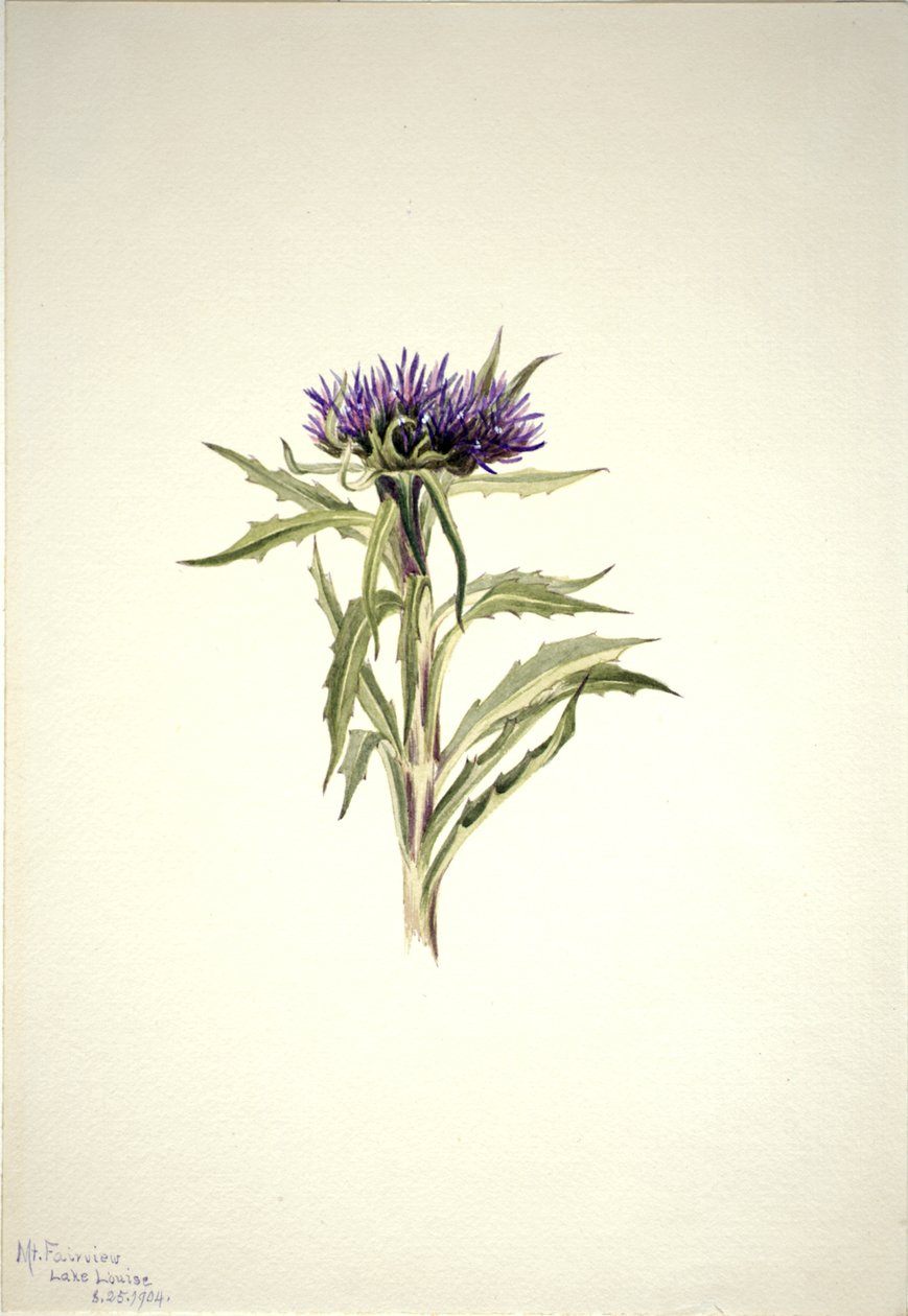 Untitled--Plant Study, 1904. av Mary Vaux Walcott