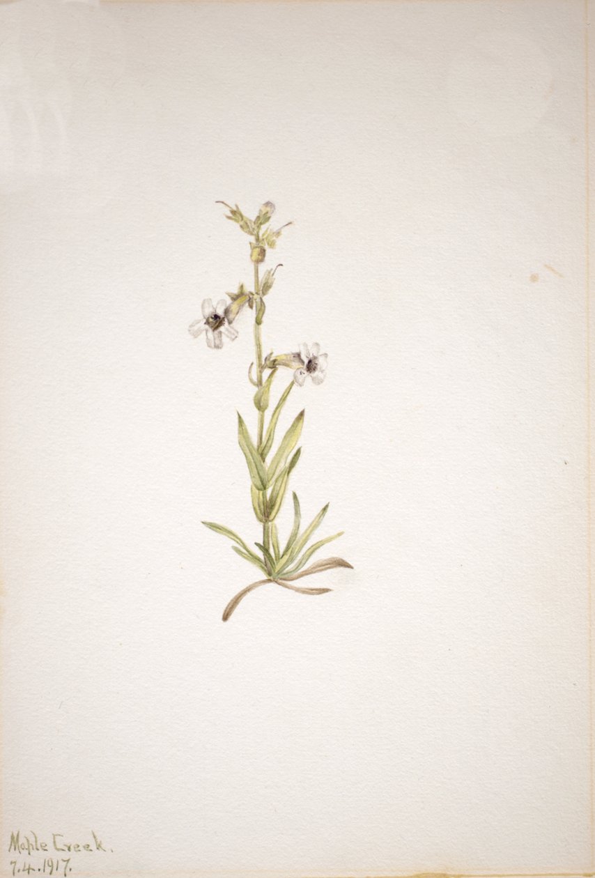 Untitled--Plant Study, 1917. av Mary Vaux Walcott
